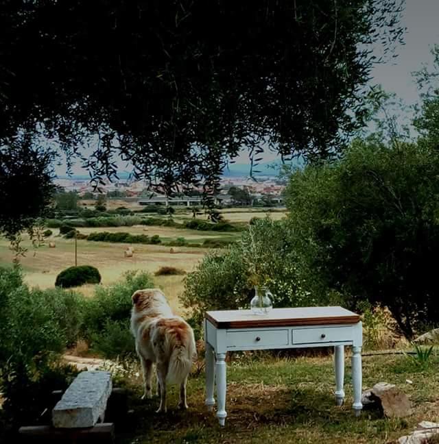לינה וארוחת בוקר אולביה Nacchinono מראה חיצוני תמונה